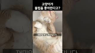 고양이가 물컵을 좋아한다고? 알고계셨나요?