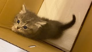 迎えた当日の２ヶ月の子猫の時の動画が出てきました！！