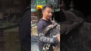 BELI KALKUN DI PASAR BURUNG MADIUN || HAYUYUYUUU KULINER