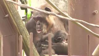 東山チンパンジー 双子の赤ちゃん初公開 Chimpan twin baby first public exhibition