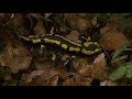 nocturnal wanderer the fire salamander