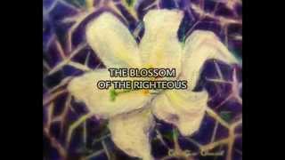 THE BLOSSOM OF THE RIGHTEOUS