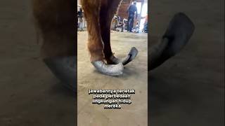 Kenapa Kuda Peliharaan Harus Potong Kuku?Sedangkan kuda liar tidak#shorts #kuda #kudaliar #horse