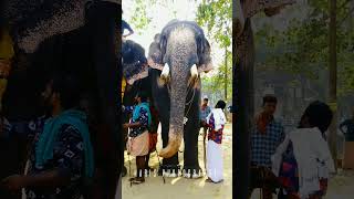 Thottakkad Vinayakan Latest Video #2023status #trending shorts #royalelephant #asianelephant