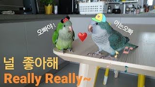 퀘이커앵무새 순도리♡부츄 (세상에 이런일이!!!!!! 이정도로 발전했어요~♡)I like you.