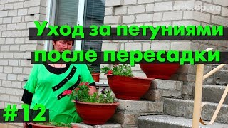 Петунии 2017. Уход после пересадки🌸🌺