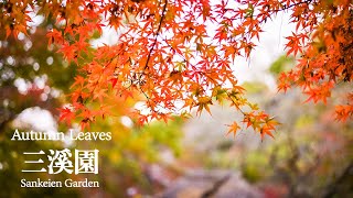 【Autumn Leaves】三溪園 紅葉 ライトアップ 2021|  Sankeien Garden | 横浜