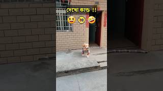 দেখো কান্ড #puppy #funny #funnyvideo #reels #challenge #viralvideo #viralshorts