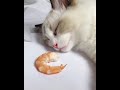 cat #pet #dream #Dreamland #tasty #funny #fyp