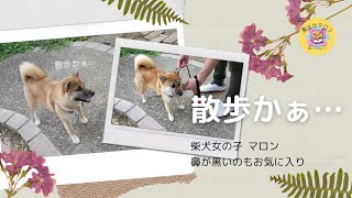 散歩かぁ…【黒はなマロン】柴犬女の子マロン