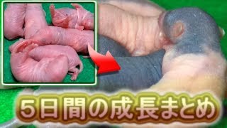 ファンシーラットの赤ちゃん５日間のまとめ　ピンクラットの成長をまとめてみました。fancy rat baby