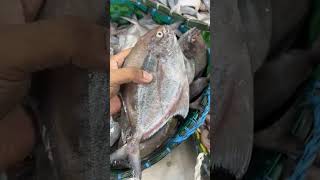 সামুদ্রিক কালো চাঁদা মাছ| #riverfish #shorts