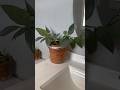 Philodendron Silver Sword | Rare Common Tropical Houseplants | Philodendrons | Plants | Urban Jungle