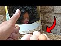 MI GALLINA PONIENDO HUEVO (3) Unas máquinas en producir huevos/Crianza de GALLINAS - Mi Granja Jireh