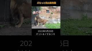 恋を賭けたトラ＆ライオンの戦い ＃オリト #イオ #リキ #旭山動物園 #かわいい ＃Lion #asahiyamazoo #shorts #cute #癒し #tiger