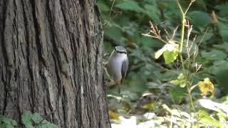 At 札幌シリーズ 140　ゴジュウカラ