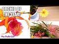 Orchid of the Year 2019! - Time for the final vote!