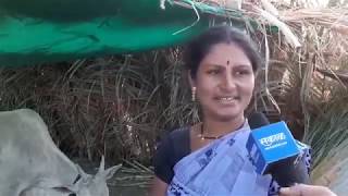 #LadhaDushkalashi |  The Fodder Camp Introduced by the Government in Maan | Shenwadi (Sangali)