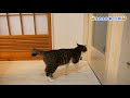 【かわいい鳴き声集】飼い主に甘えたくて全力で気持ちを訴える子猫ルノの鳴き声集