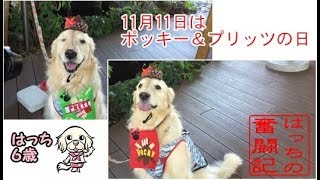 11月11日はポッキー＆プリッツの日だよ、ゴールデンレトリバーのはっち