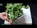 making a plant support follow me. it s good for plants that stretch.