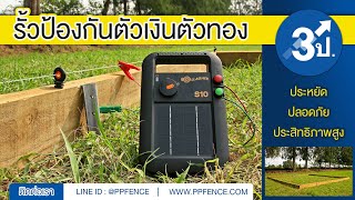 ิวิธีป้องกันตัวเงินตัวทอง ไล่ตัวเงินตัวทอง ตะกวด ตัวเหี้ย