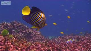 The Regal Angelfish Beautiful Coral Of Miami Beach Scuba Diving Atlantic Ocean