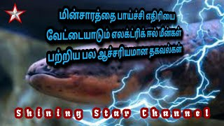 ஈல் மீன் - மின்சாரத்தை பாய்ச்சி வேட்டையாடும் ஆச்சரியமான தகவல்கள் | Eel Fish | SHINING STAR CHANNEL