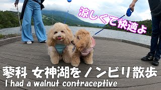 【愛犬とお出かけ・長野旅行２】蓼科 白樺高原の女神湖でノンビリお散歩したよ【マルプーのみるく＆くるみ】