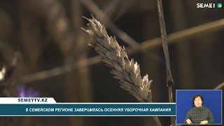 В Семейском регионе завершилась осенняя уборочная компания