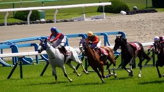 単勝1倍台タマモプラネットが大逃げ、捕まる。京都ハイジャンプ。現地映像、京都競馬場