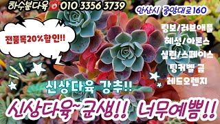 하수분다육 신상포함 전품종20%할인 진행중!! 신상다육 혜성 팅커벨금 링보등