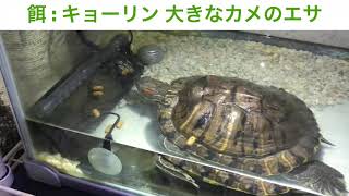 我が家の生き物紹介！