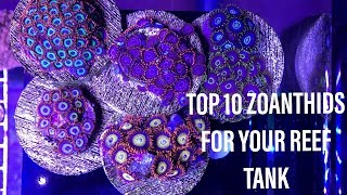 Top 10 Zoanthids and Palythoas for your reef tank