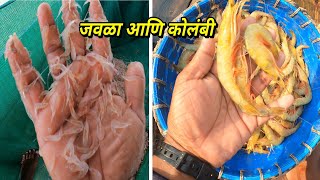 जवळा आणि कोळंबी मासेमारी.खूप दिवसानंतर बोट गेली मासेमारीला. mumbai Indian fishing