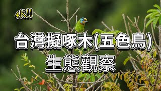 花和尚-五色鳥｜台灣擬啄木｜生態觀察｜內湖碧山巖 4K