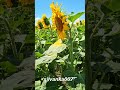 lost in the sunflower field bio farm factory nature lovers sunflower seeds flower land sun sunshine