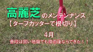 高麗芝のメンテナンス　ターフカッターで芝生の根切り　固い地盤でも降雨後ならできた！【芝生】