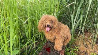 Homeless Dog With Dirty Fur For Years Hiding In Grass For Safety  dog rescue and grooming