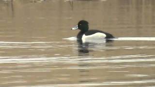 Presumed hybrid male Ringnecked Duck X Tufted Duck, 4.4.2011, Grenaa, Denmark