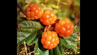 How to grow cloudberries on your balcony