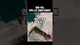 영하 19도 산책 나간 고양이 반응은?