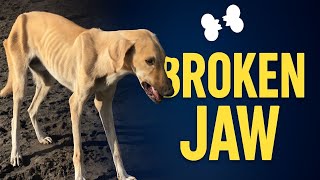 We Found a Dog With a Broken Jaw – What Happened Next Will Shock You