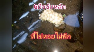 6 ปัจจัยที่ไข่หอยปังไม่ฟักเป็นตัวไข่ฟ่อ