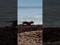 Mini Dachshund Maverick Takes on Seaweed #shorts