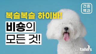 견종백과 - 비숑프리제 with CLOVA Dubbing