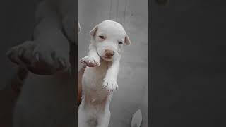 so cute puppy 🐶😍💞 #dog #buri #indian #storts #like #doglovers