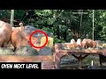 VIDEO KUCING OYEN SELAMBA MAKAN DENGAN CAPYBARA, OYEN NEXT LEVEL NI