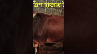 একটি গরু থেকে তিন মাসে ৩০,০০০ হাজার টাকা লাভ। গরু মোটাতাজাকরণ। খামারি ভাই