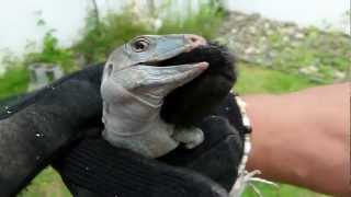 La otra cara de la ciguana (Ameiva exul) - Puerto Rican Ground Lizard Bitting